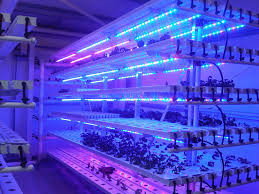 Greenhouse T5 LED fluorescent plant grow lights for lettuce , cabbage